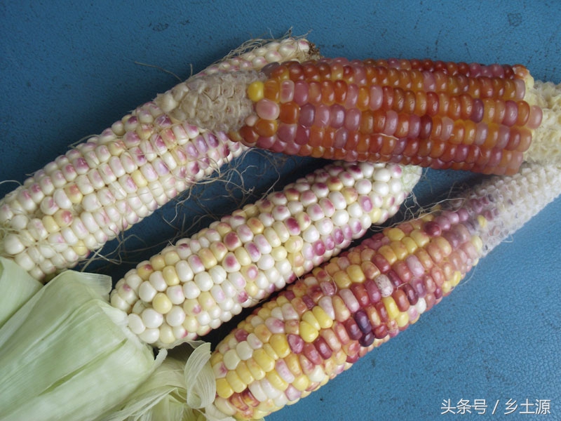 金黄糯玉米,五彩玉米的图片