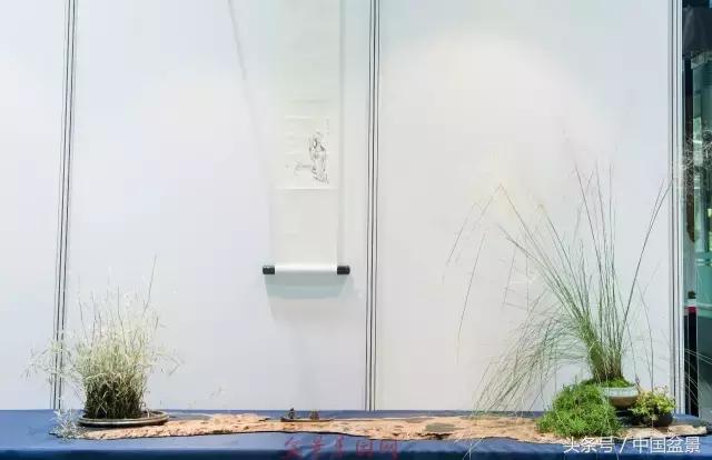 哪些野草适合微型盆景,小品盆景和微型盆景有区别吗