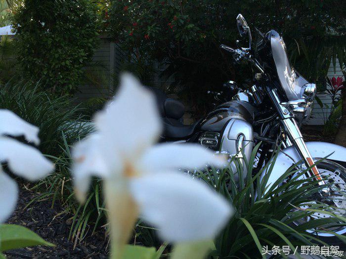 野鹅旅行,野鹅自驾无人区