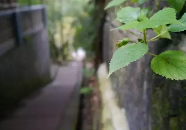 周末自驾采摘一日游,周末自驾游误入一个世外桃源