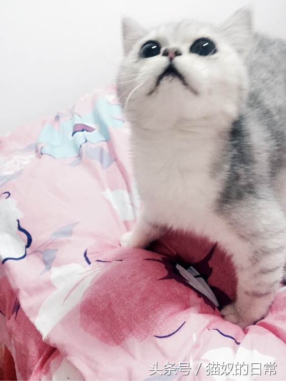 猫咪吃了皮筋但是还正常玩耍,猫咪吃了好长一截塑料绳