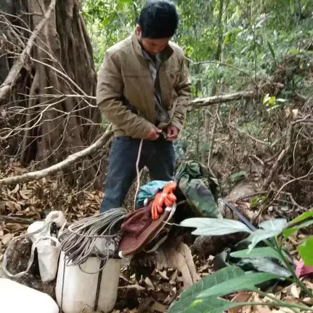 缅甸野人山砍树,村民在原始次生林发现仙草
