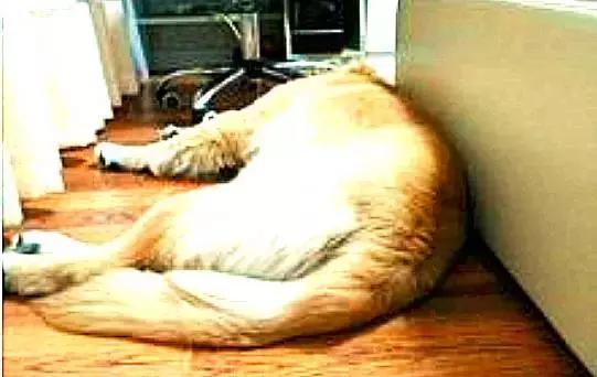 焦虫病死亡周期,焦虫病早期