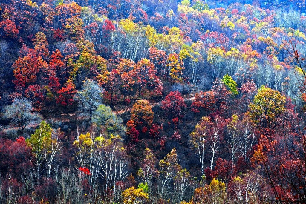 北京怀柔的原始森林,喇叭沟门原始森林公园旅游攻略