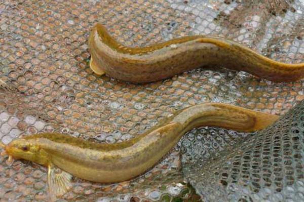 泥鳅养殖市场前景农业网,今年水产养殖泥鳅前景如何