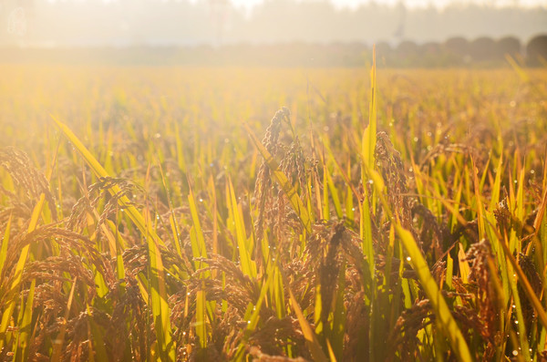吉林市神农庄园视频,吉林神农庄园温泉度假村