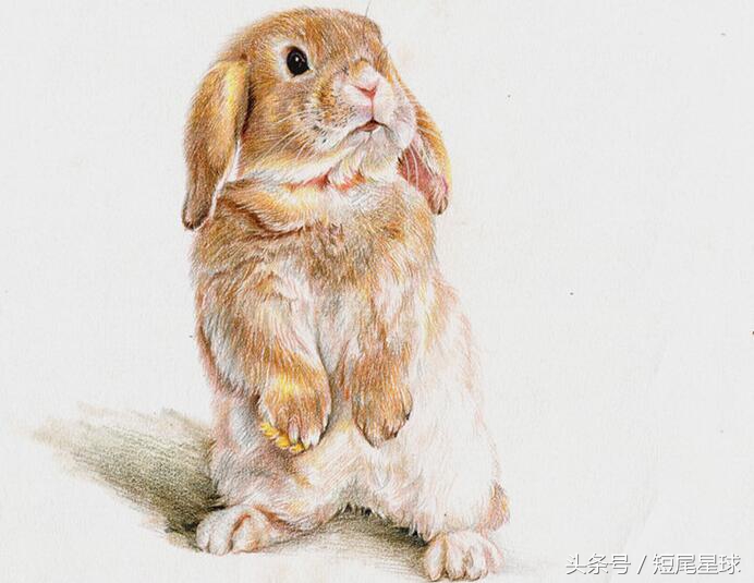 养兔子必须要知道什么,养兔子必须要知道的几件事