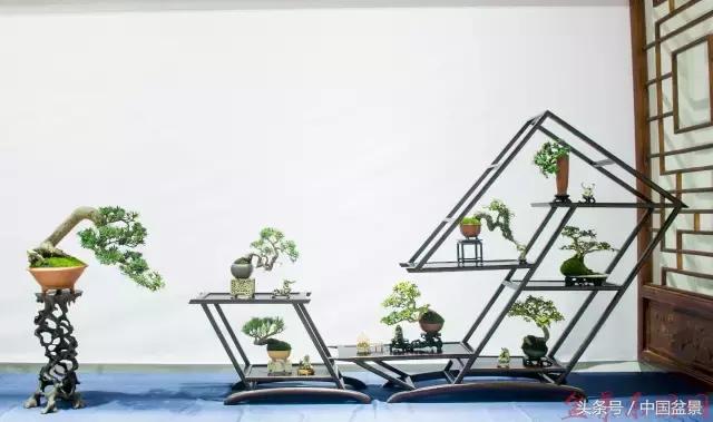 哪些野草适合微型盆景,小品盆景和微型盆景有区别吗