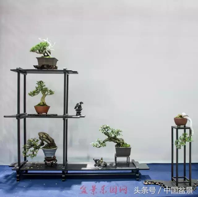 哪些野草适合微型盆景,小品盆景和微型盆景有区别吗