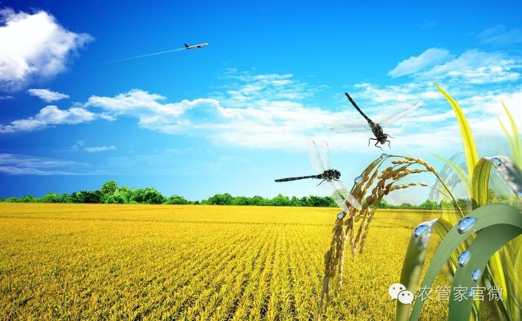 中国粳稻年度价格走势,目前粳稻的价格是什么走势