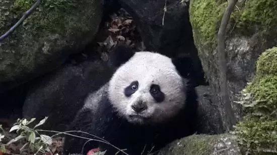 如果你来广元，我才不带你去剑门关嘞！