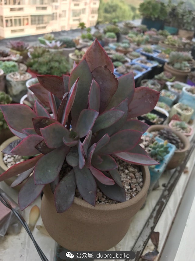 温差大多肉怎么会上色,温差大多肉才能出锦吗