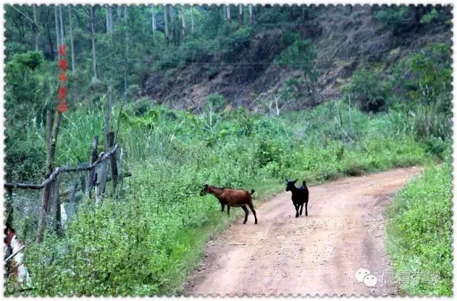 童话故事山羊和狼,童话故事山羊历险记