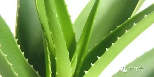 新栽培的芦荟为什么一点点黄叶,还在为植物长不出根系感到烦恼吗