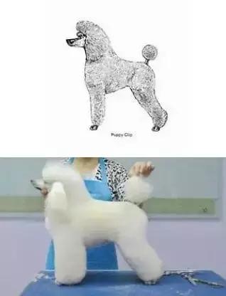 如何选择贵宾犬,贵宾狗怎么挑选