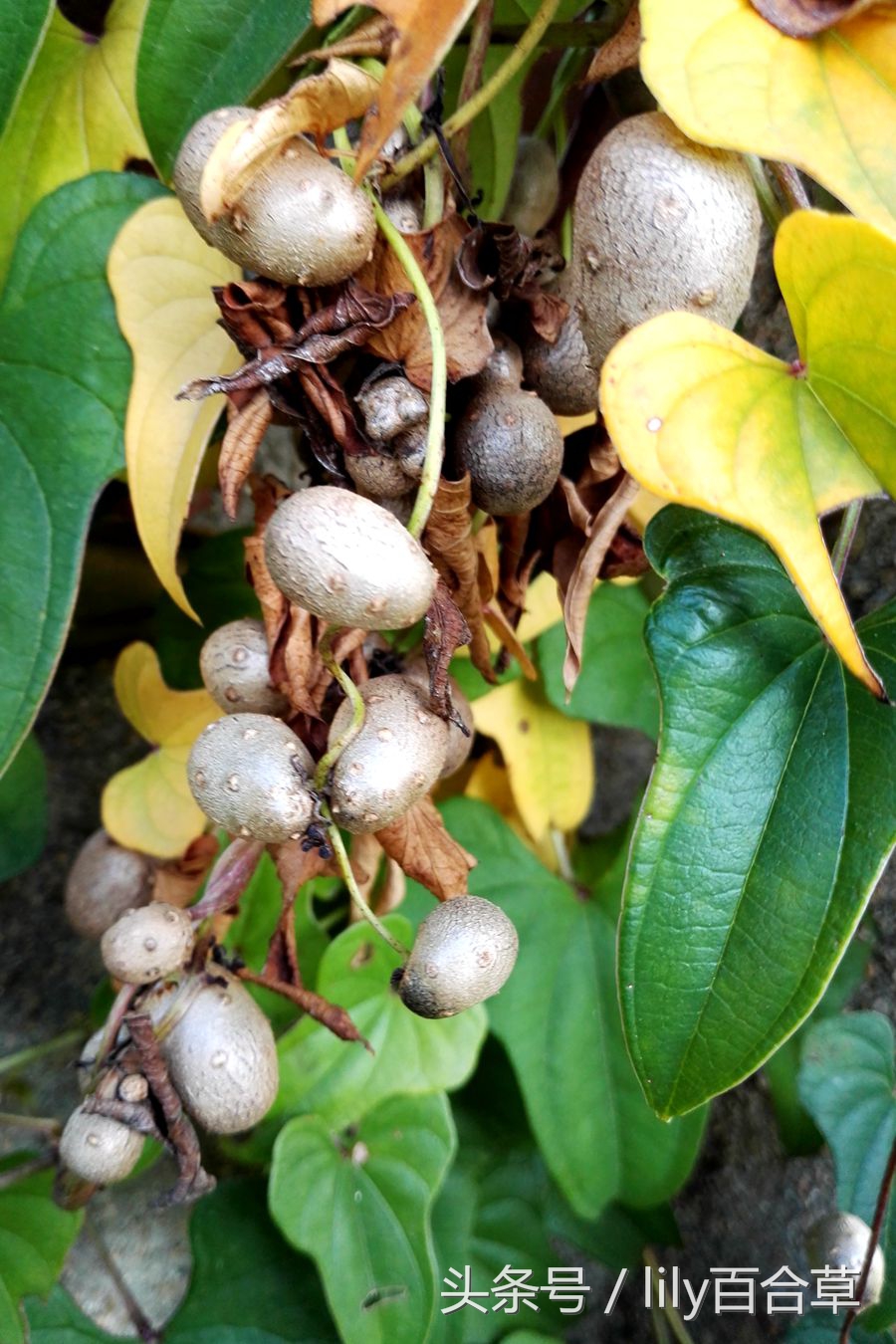 铁棍山药种子就是山药豆,山药豆的另一种叫法