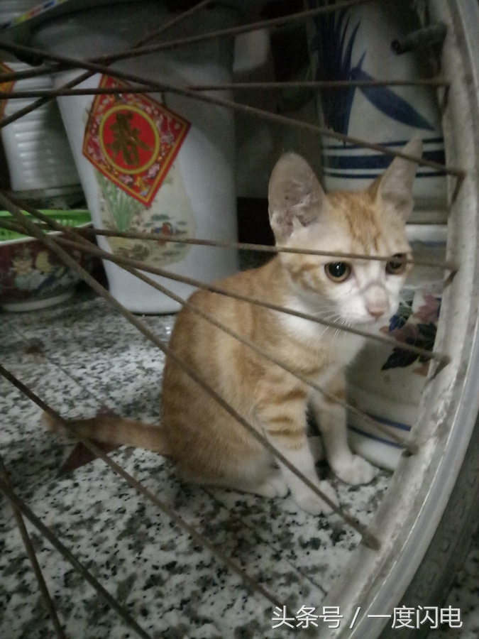 魅蓝手机u10,魅蓝u10白色