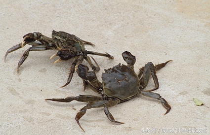 螃蟹一般容易得什么病,螃蟹病害是什么原因引起的
