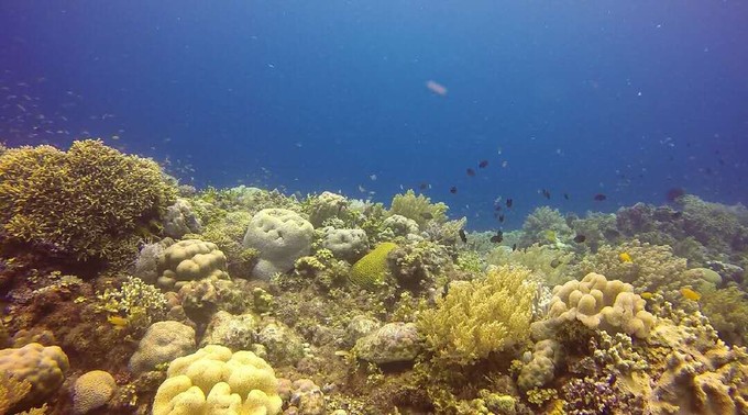 菲律宾潜水游记 (回忆菲律宾潜水的时光)