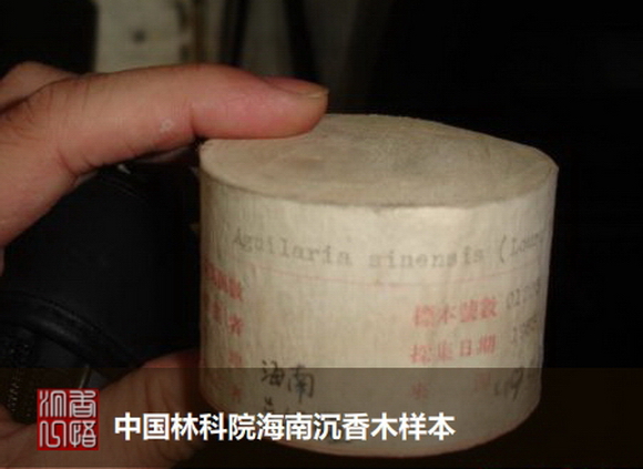 海南沉香最好是啥沉香,海南沉香知识