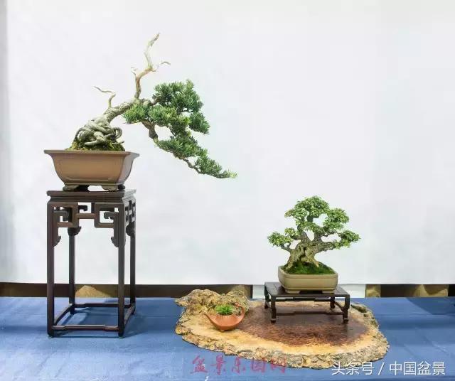 哪些野草适合微型盆景,小品盆景和微型盆景有区别吗
