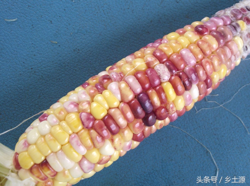 金黄糯玉米,五彩玉米的图片