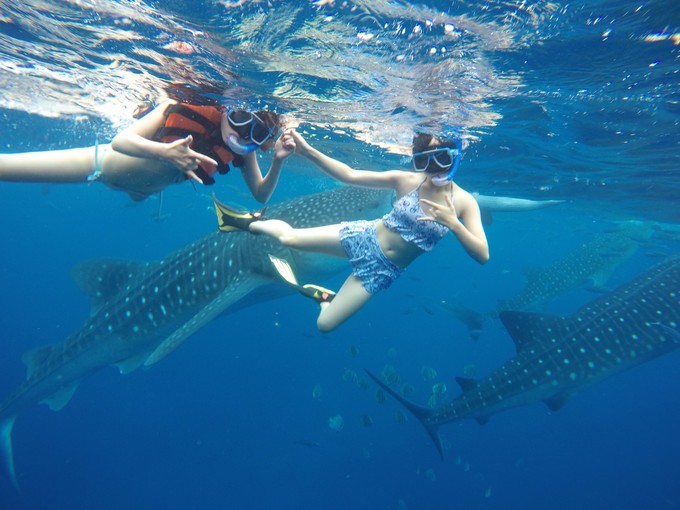 菲律宾潜水游记 (回忆菲律宾潜水的时光)