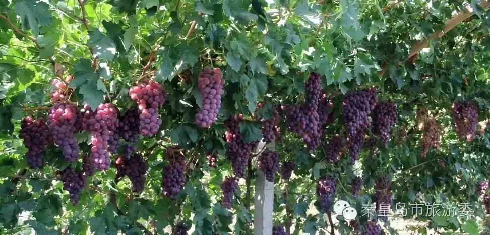 秦皇岛的秋景,河北秦皇岛风景秋季