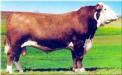 国内有哪些较好的牛品种,国外牛的品种有哪些