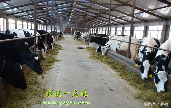 奶牛育种方法和技巧,奶牛养殖条件及注意事项