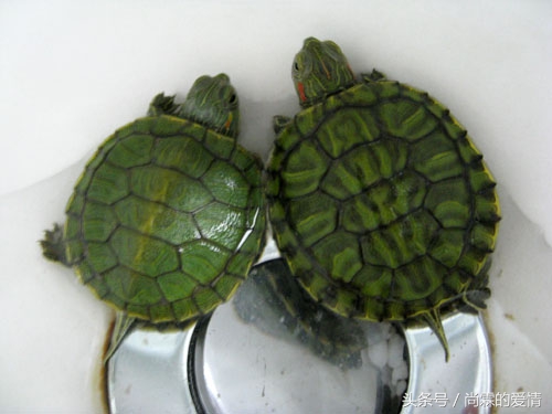小乌龟怎么养才能活得久,小乌龟怎么样养活最好视频