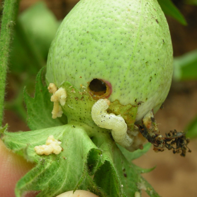 农药苏云金杆菌哪儿有,苏云金杆菌的主要功能