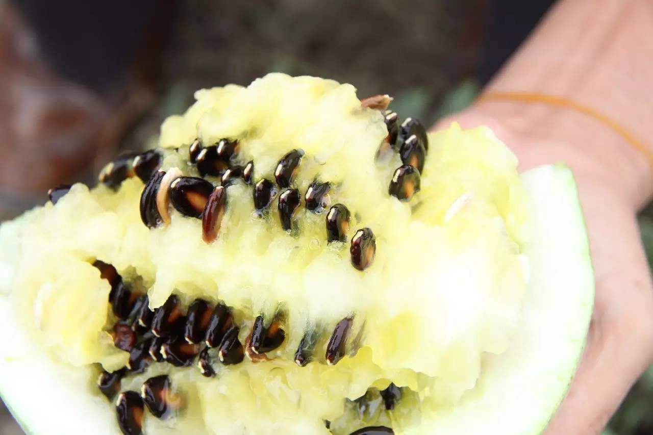 黄埭西瓜子江苏老字号,黄埭西瓜子