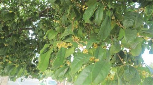 最佳赏桂花地点手绘地图,桂花赏花地图