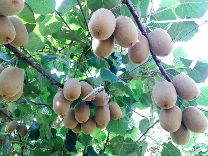 黄埭西瓜子江苏老字号,黄埭西瓜子