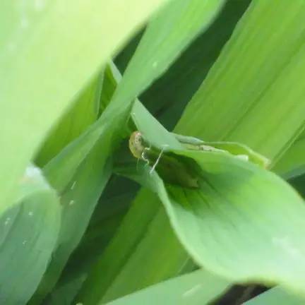 农药苏云金杆菌哪儿有,苏云金杆菌的主要功能