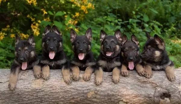 姿势|海关首次境外选犬,为何挑的是它?