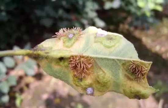 苹果果锈发生原因及防治办法,苹果锈病和锈果病的区别