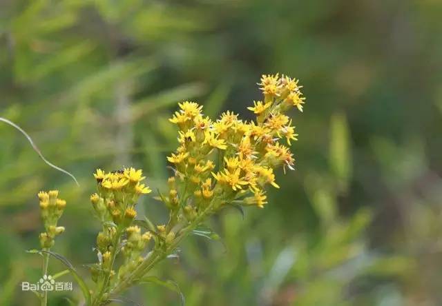 野火烧不尽死灰复燃,野火烧不尽野草
