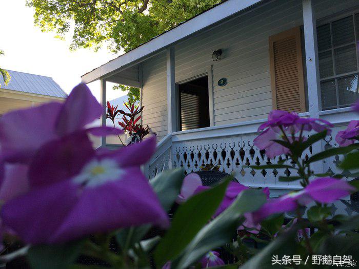 野鹅旅行,野鹅自驾无人区