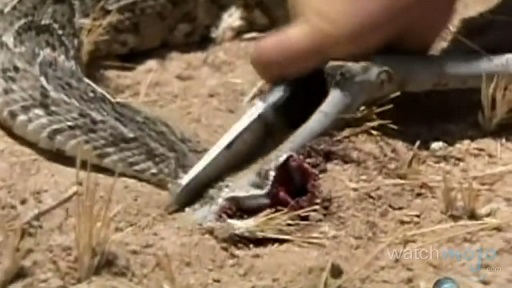 贝爷吃过最恶心的虫子,贝爷吃过十大恶心虫子