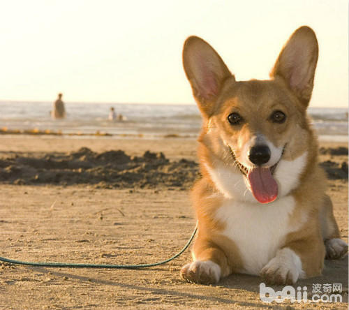 什么狗狗毛发比较软好养,掉毛少好打理的狗狗