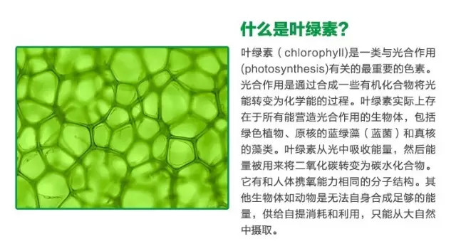叶绿素焕肤排毒,叶绿素精华焕肤