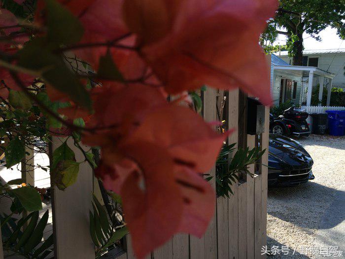 野鹅旅行,野鹅自驾无人区