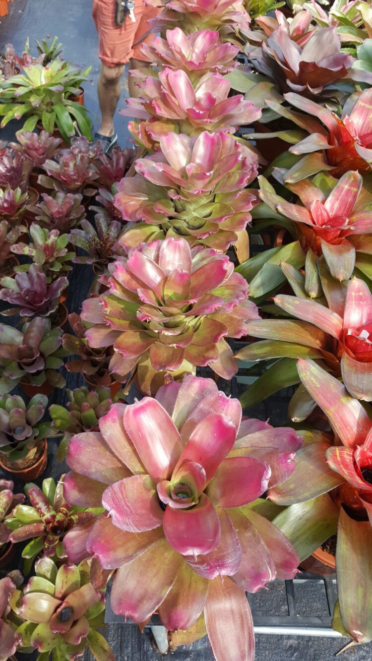 向阳的玻璃花房,玻璃花房设计建造