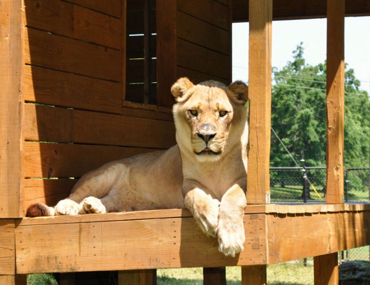 鐙瓙鑰佽檸榛戠唺澶ф垬,鑰佽檸澶ф垬榛戠唺骞舵妸榛戠唺鍜