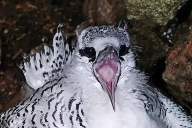 塞舌尔海洋天堂,最后的伊甸园之塞舌尔