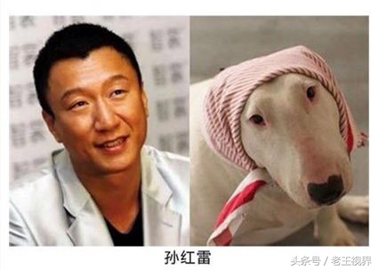 盘点明星养的动物,盘点最火的动物明星