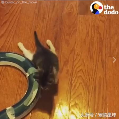 小猫后腿先天残疾拖着走,后腿残疾小猫