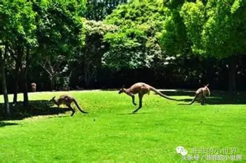 周记秋游上海野生动物园,上海野生动物园春秋游